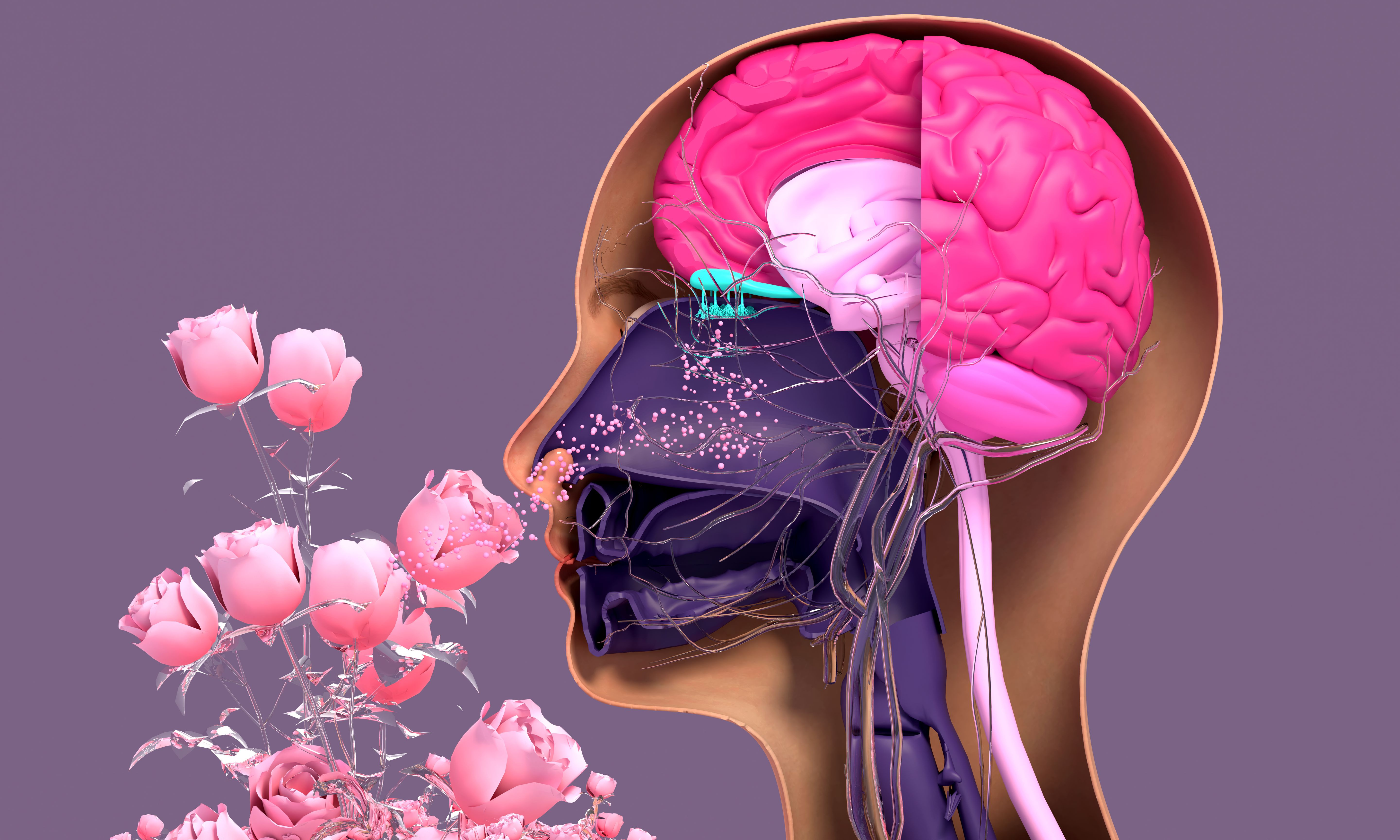 How COVID Causes Loss of Smell