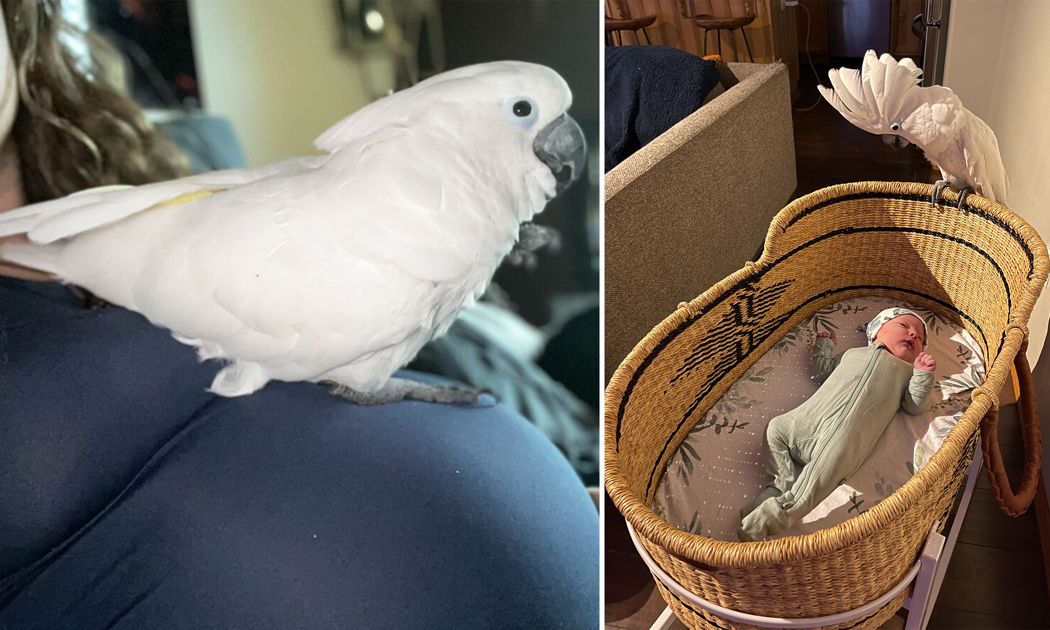 Cockatoo Nestles on Pregnant Owner’s Belly and Waits for the Unborn Baby to ‘Hatch’