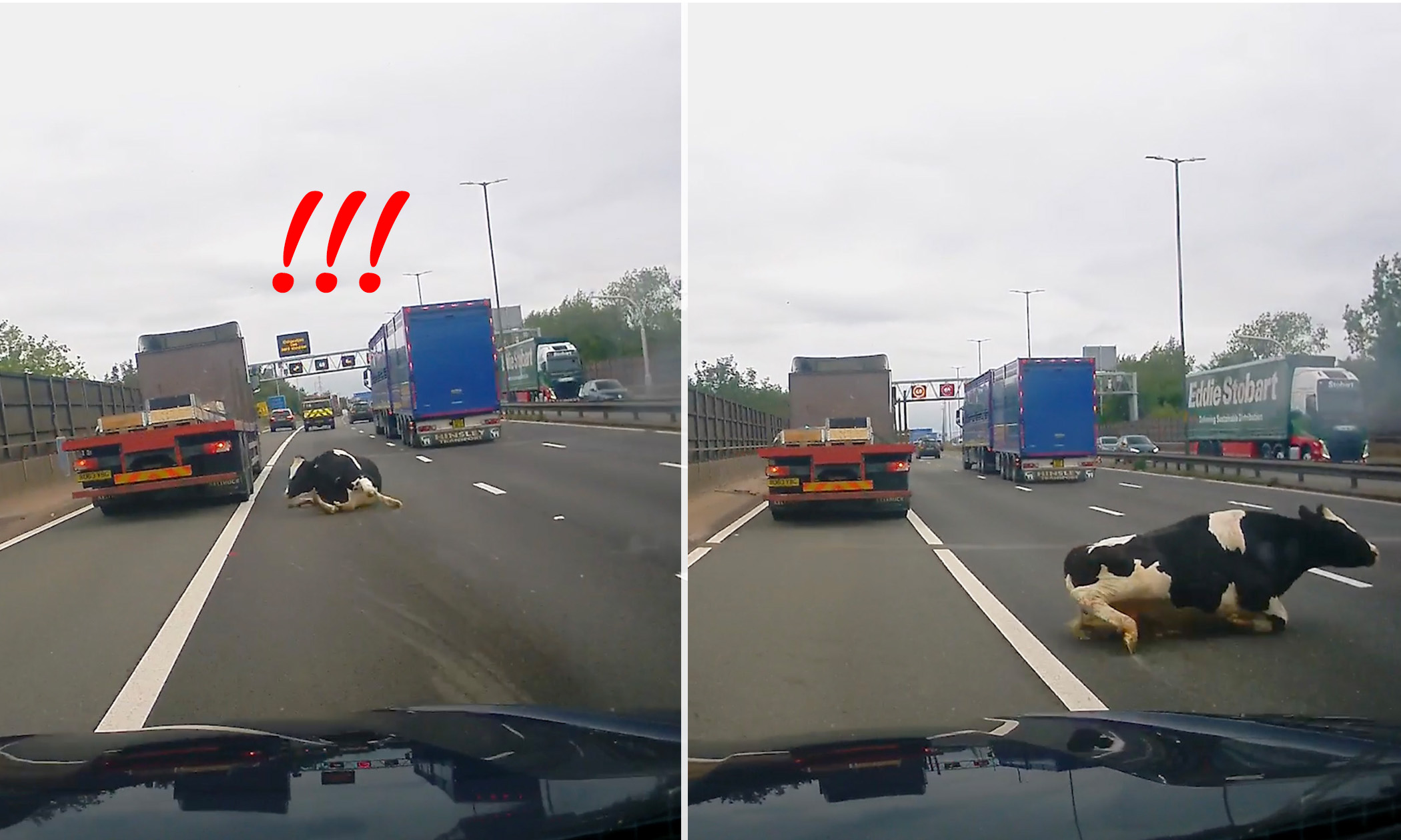 VIDEO: Motorist Shocked as Cow Falls From Trailer on Busy Motorway, Narrowly Steers Clear of Bovine