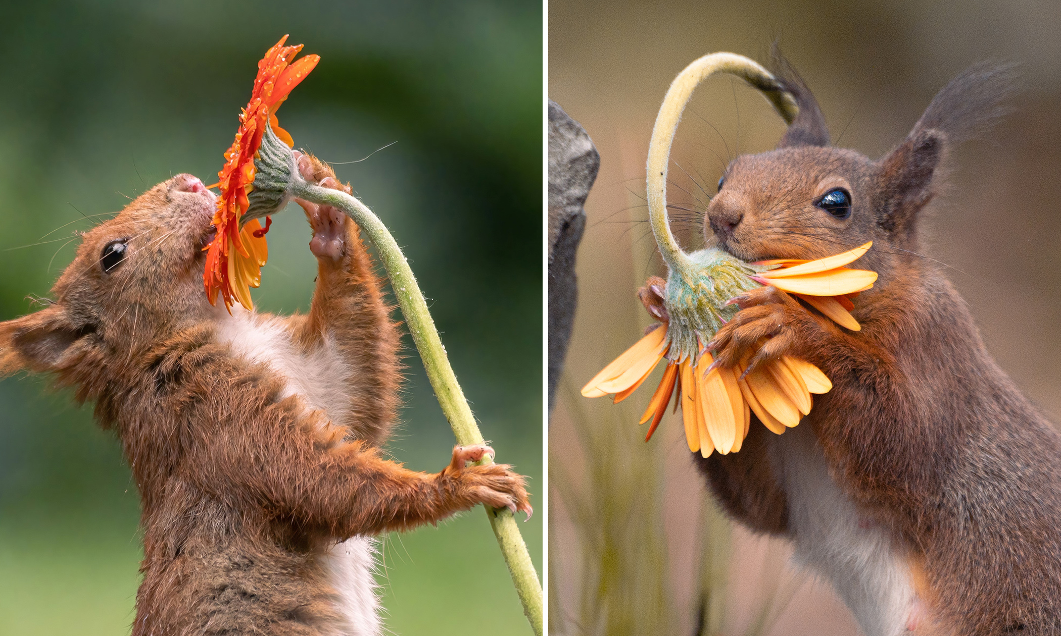 Photographer Captures Adorable Photos of Squirrels Stopping By to Smell the Flowers