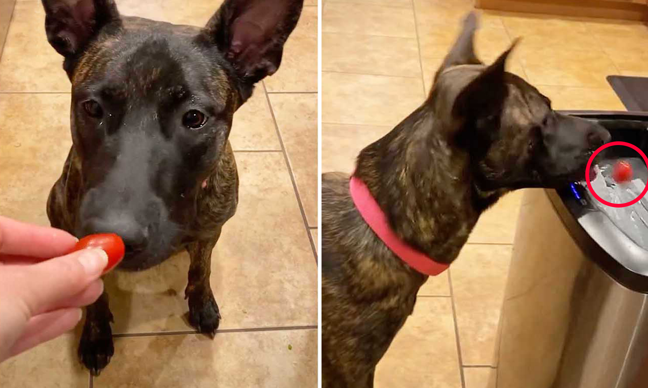 Clips Show Adorable Belgian Malinois's Hilarious Response to Vegetables and Fruits She Doesn't Like