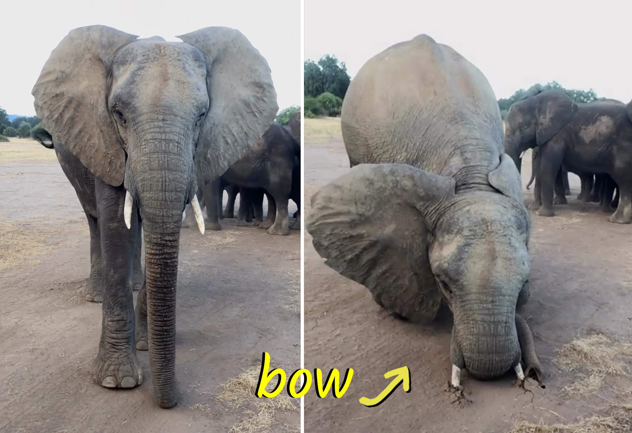 Elephant Whisperer Sees Large Cow Get Scarily Close to Safari Group—His Next Move, She Bows