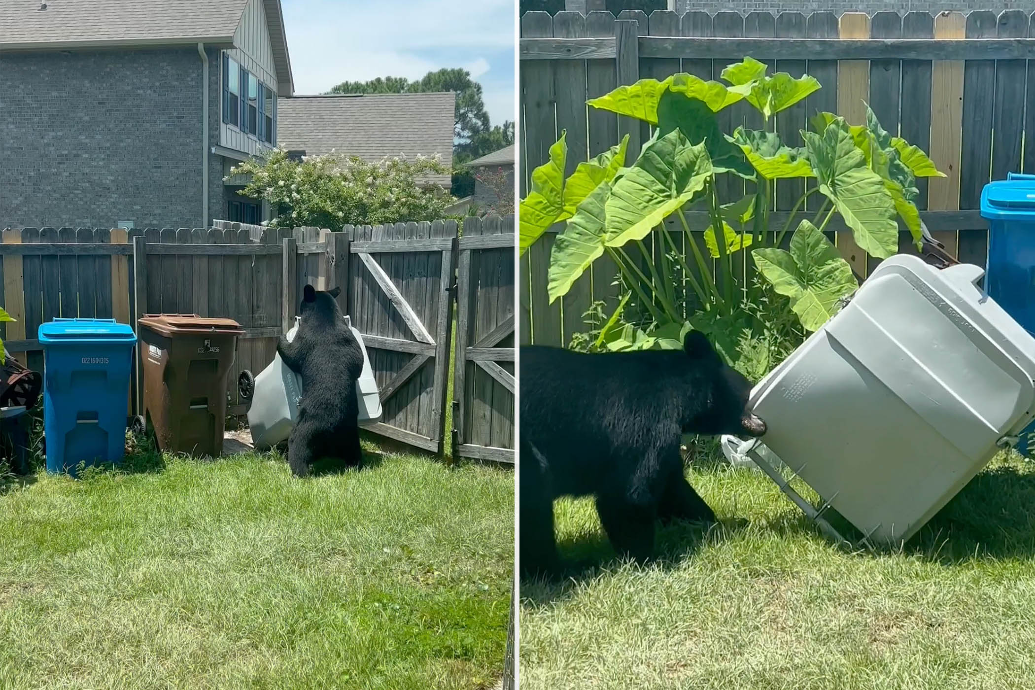 Brazen Bear Ignores Woman’s Pleas to Stop Stealing Garbage Bin From Backyard, Lugging It Over Fence