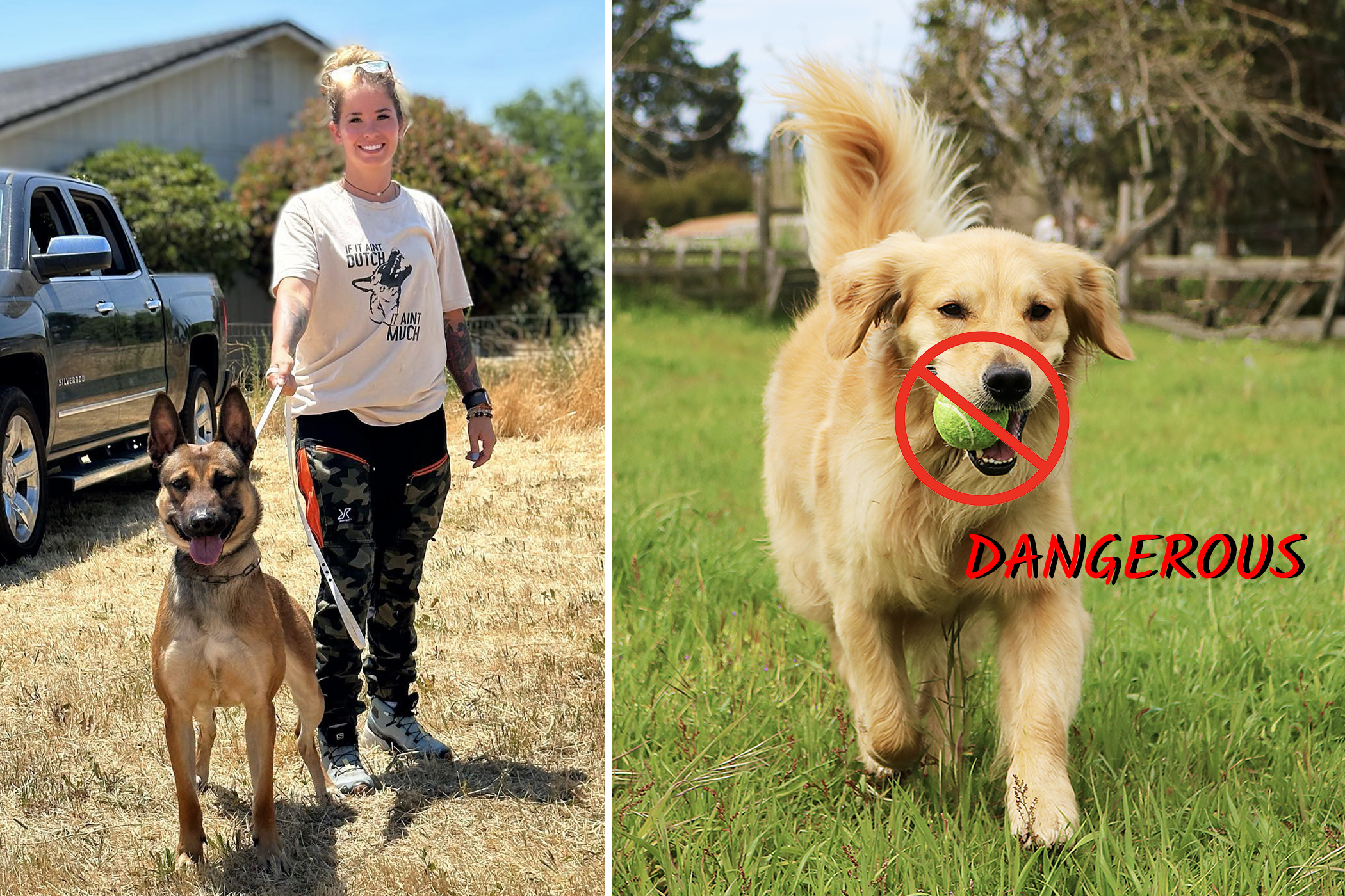 Dog Trainer Warns Owners to Never Give Your Dog These 3 Common Things, Suggests Alternatives