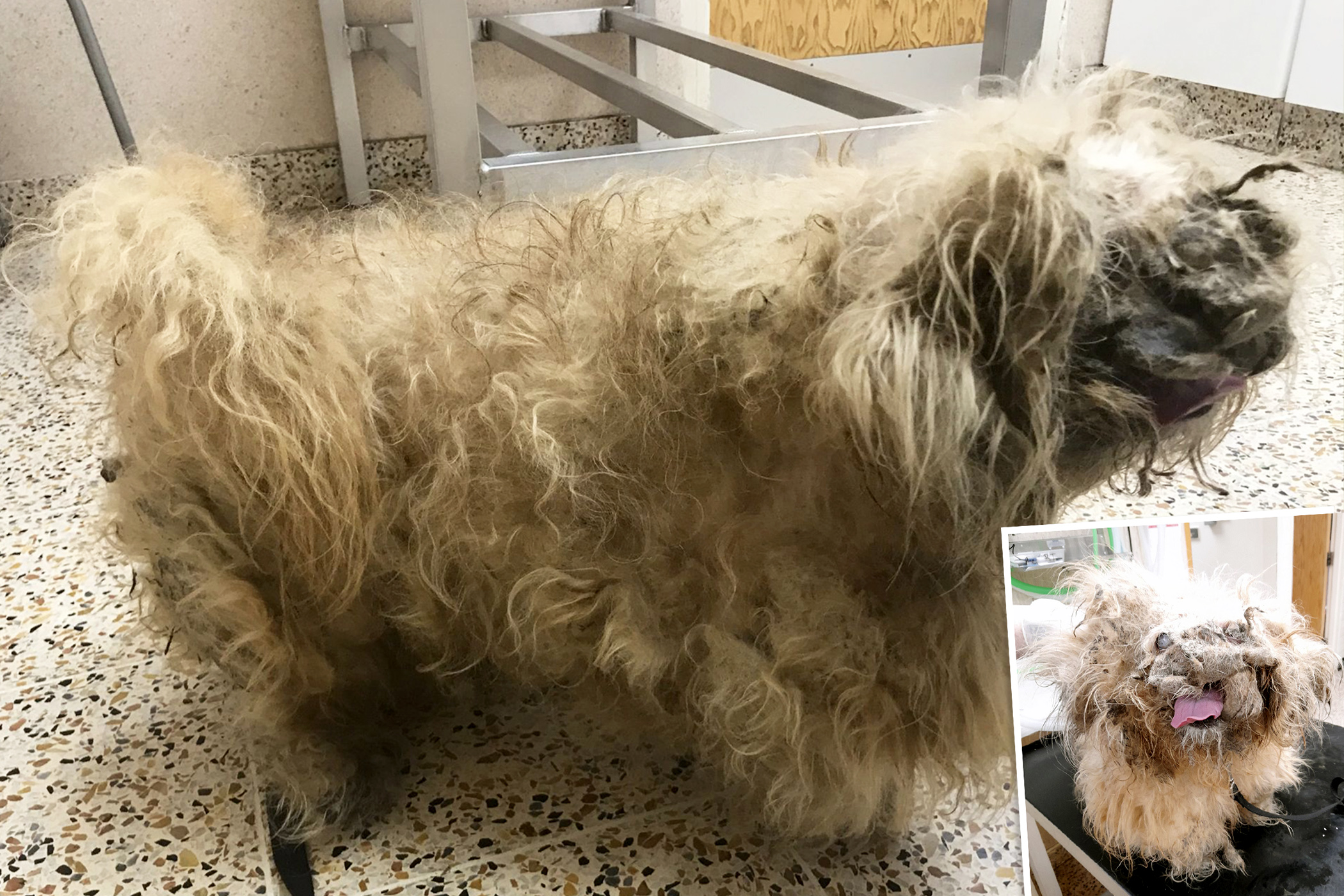 Abandoned Dog Who Looked Like a 'Pile of Rags' Sheds 2.8 Pounds of Fur, Finds New Home and a 'Girlfriend'