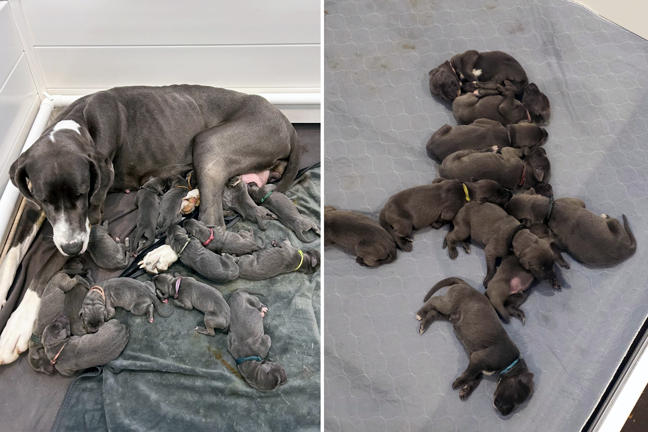 Great Dane Survives Multiple Surrenders, Gives Birth to a Huge Litter of 15 Puppies