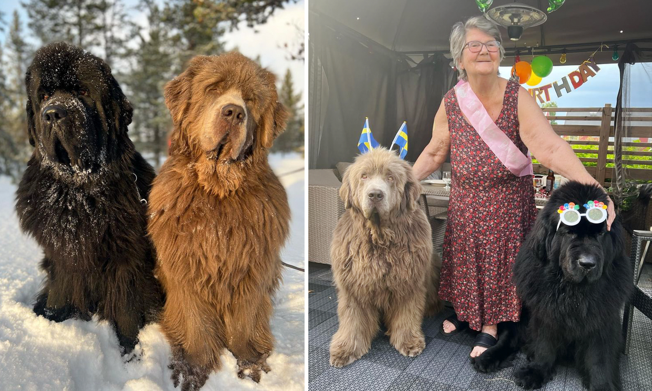 Gentle Giant Newfoundland Dogs Fall in Love With Grandma—And Their Adorable Cuddling Goes Viral