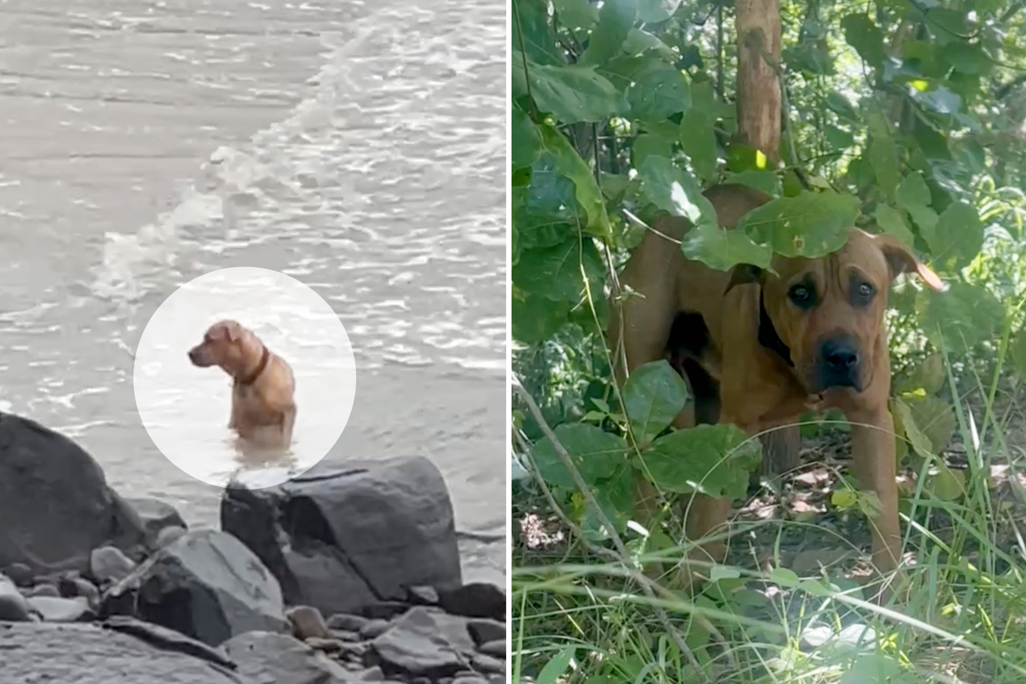 Lost Dog Roams Beach Every Day Looking for His Owner, Until a Woman Decides to Help Him: VIDEO