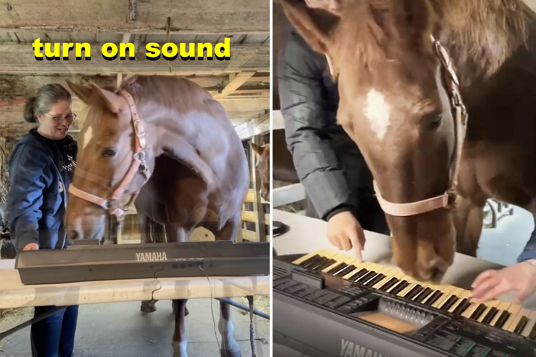 Rescue Horse Is Given Piano and Becomes Obsessed With It—Hear the Hilarious Melody She Composed