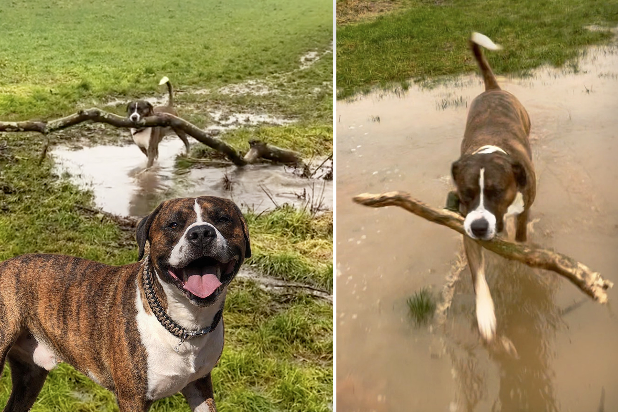 Guy Sees Homeless Man With a Dog and Sign—Finds New Best Friend Oddly Obsessed With Giant Sticks