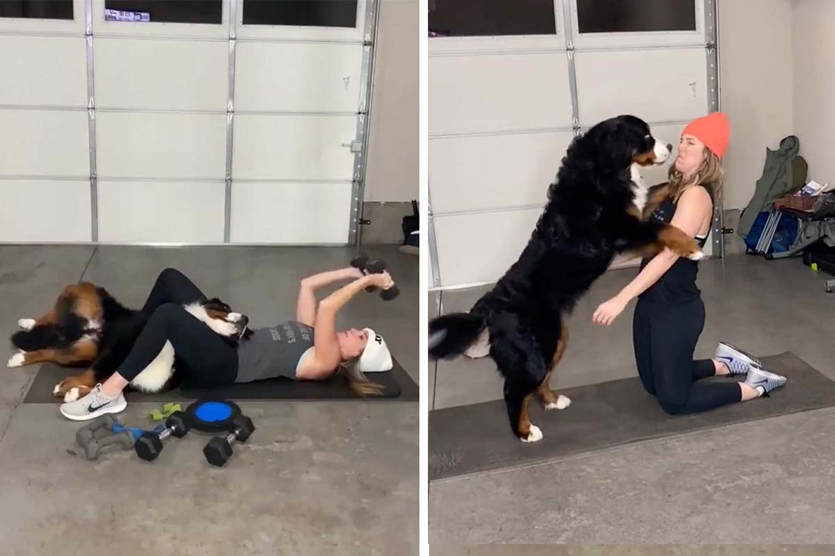 VIDEO: Uber-Needy Bernese Mountain Dog Tries Everything to Get Owners’ Attention—And It’s Adorable