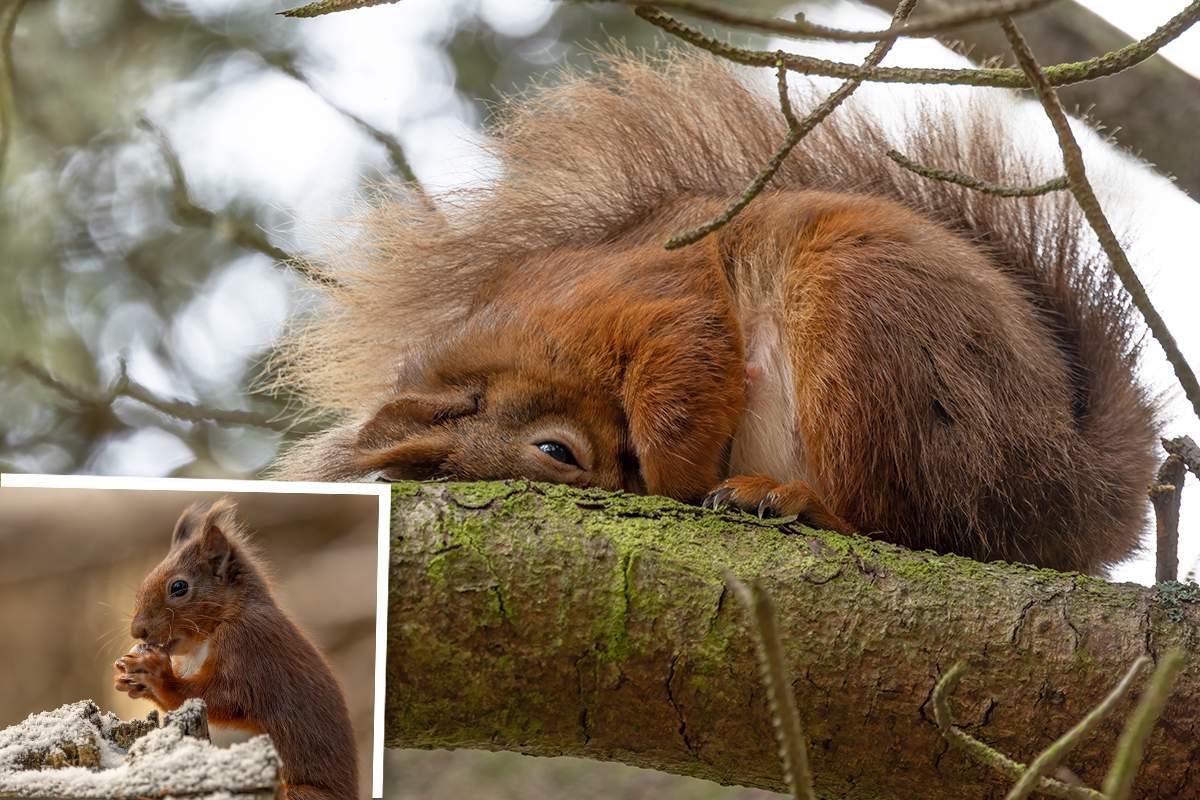 Self-Taught Photographer Captures Squirrel Going Into a 'Food Coma' After Stocking Up on Too Many Hazelnuts