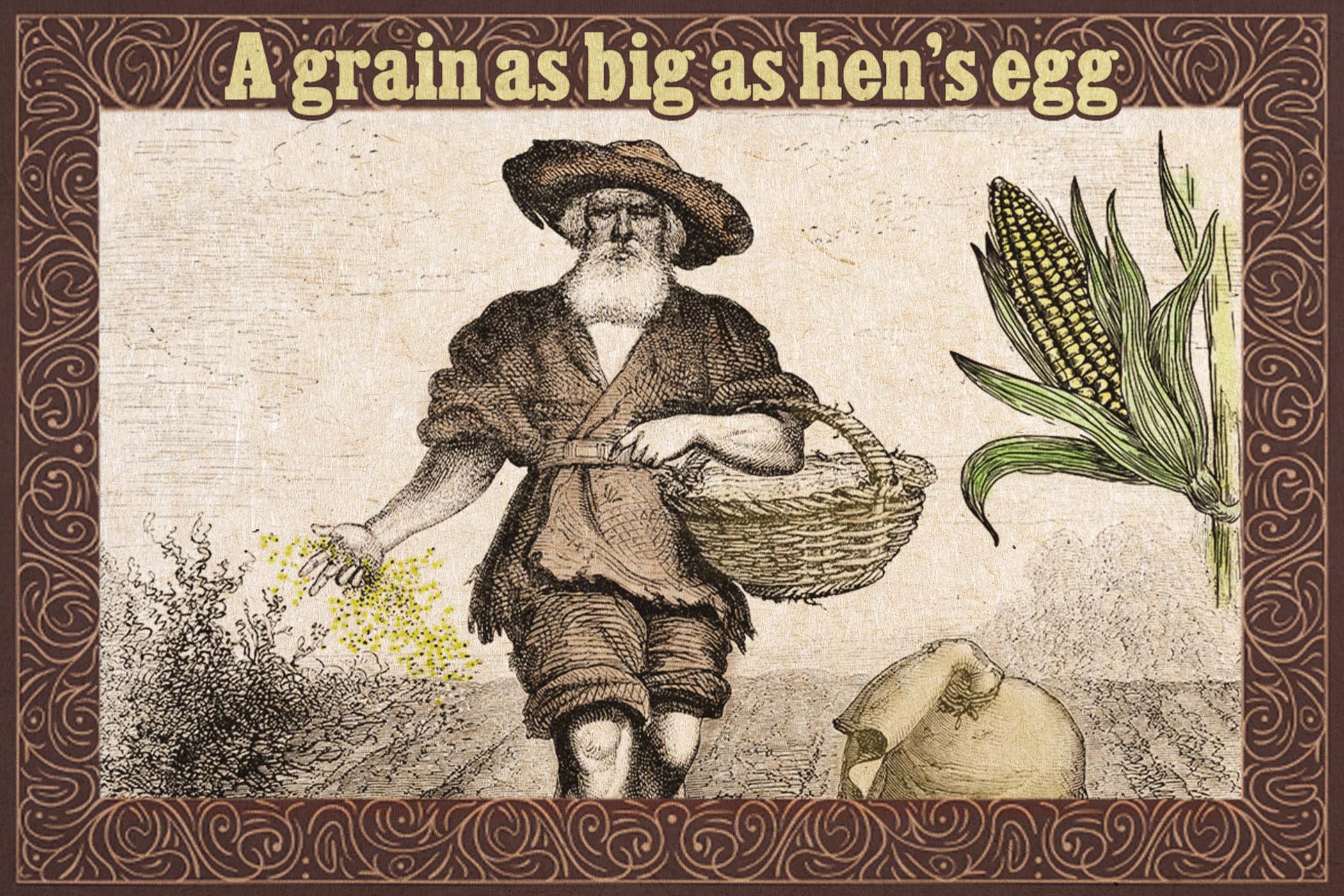 People Confused Why a Grain Is As Big As a Hen's Egg—So an Old Farmer Reveals the Simple Reason