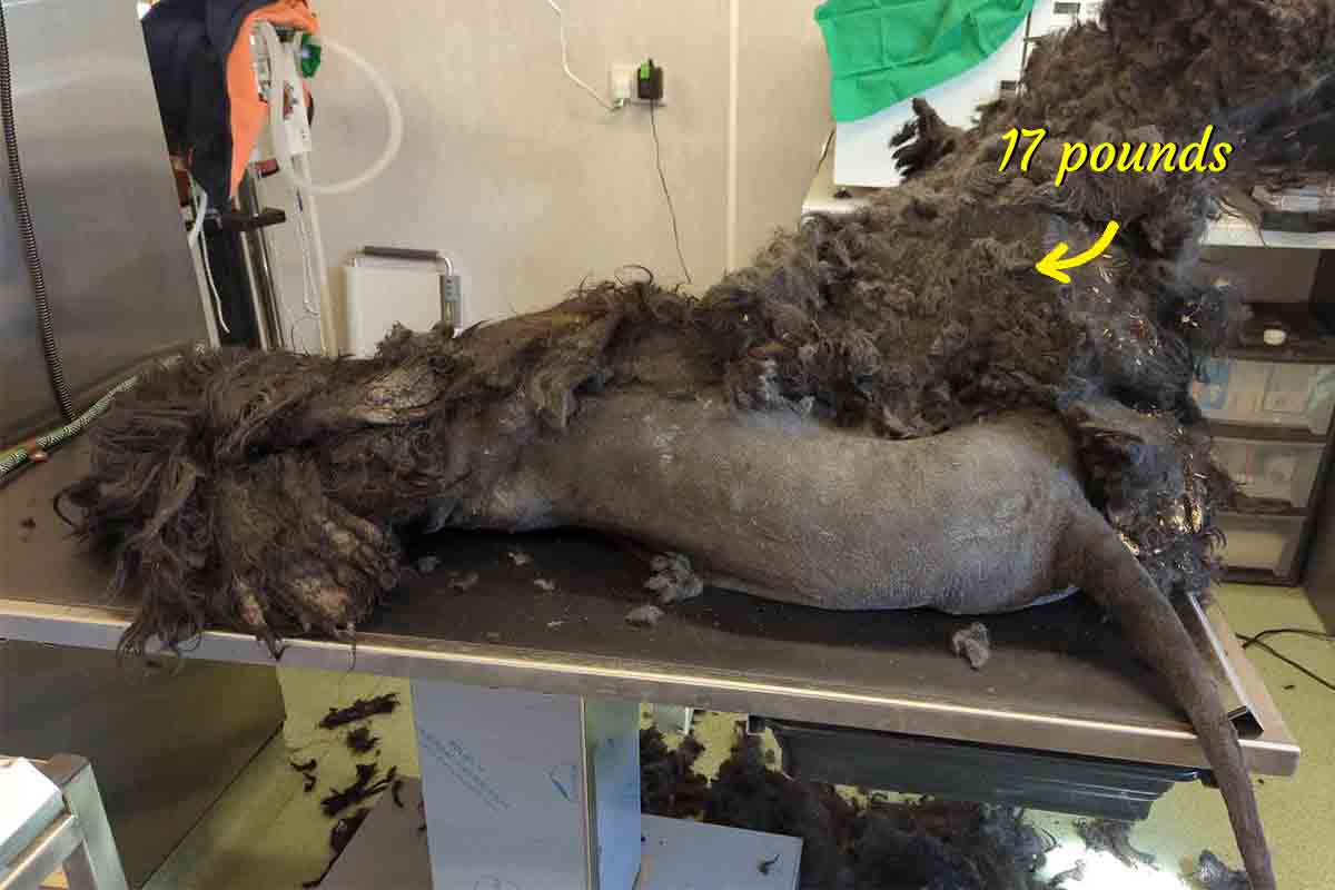 Dog Found With 17 Pounds of Matted Fur After Left Neglected Outside—Until Kind Humans Step In