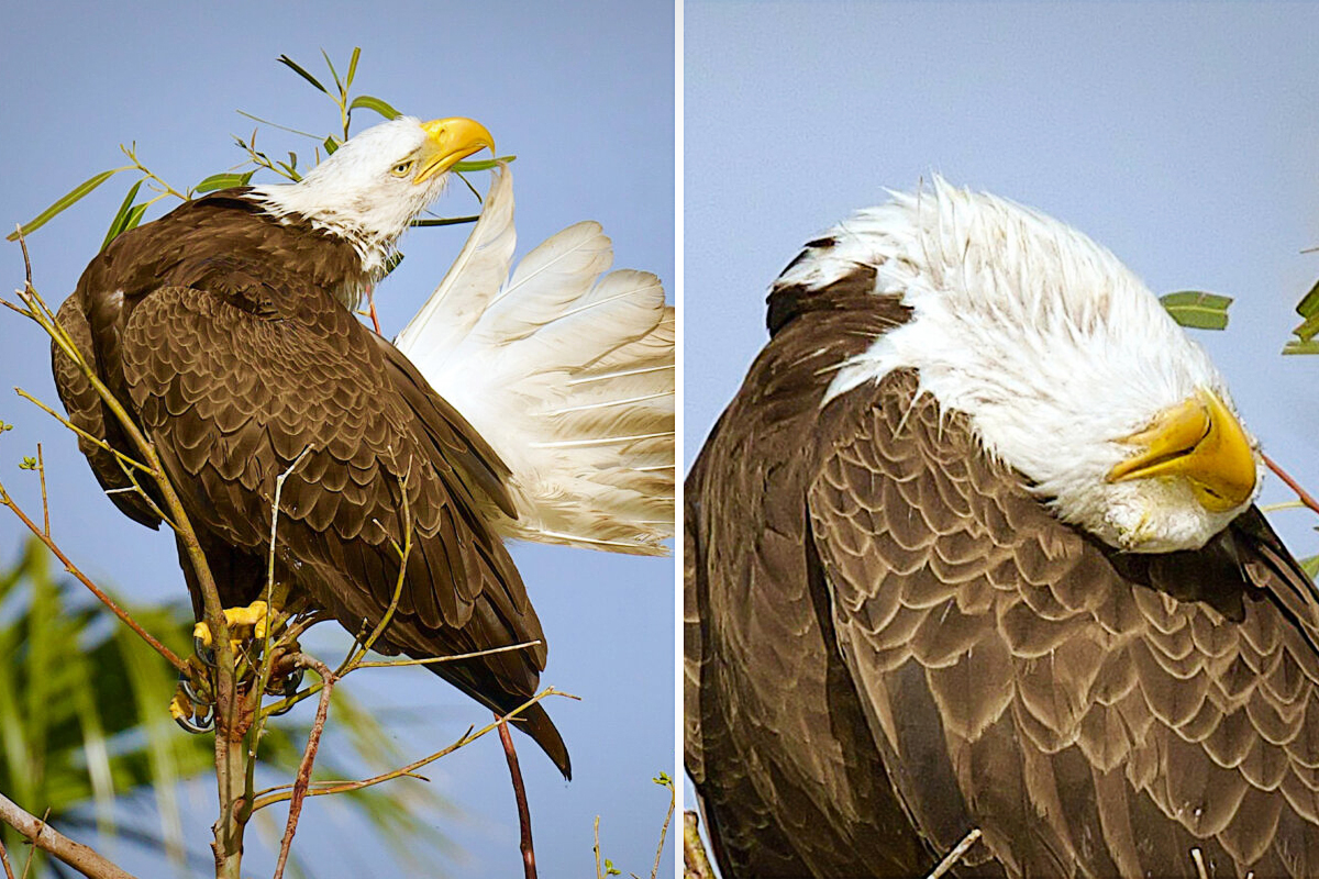 Bird Photographer Captures Bald Eagle Dad Taking a Break From Parenting—And He Looks Dead Tired