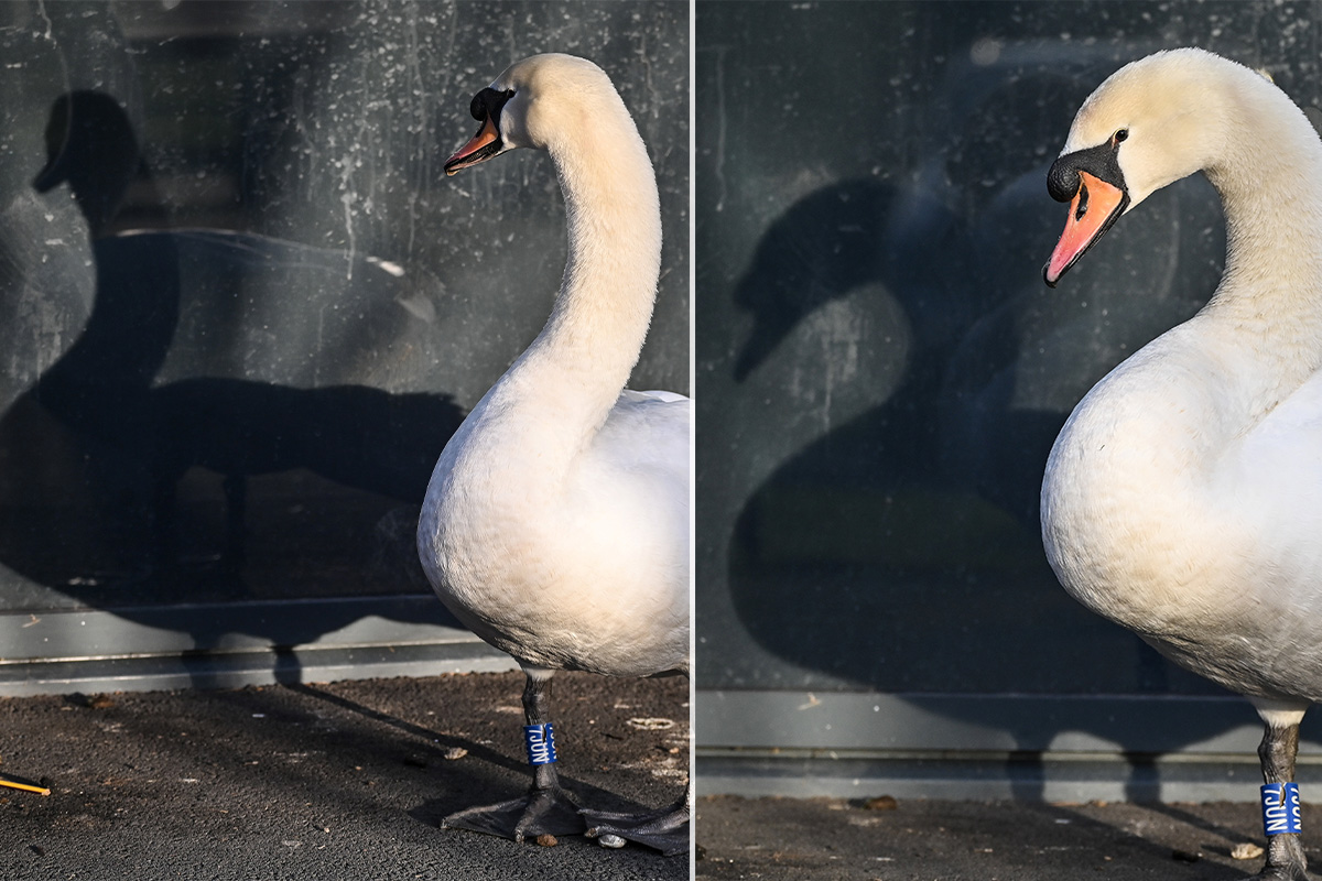 Swan Stares at Her Reflection in Windows to Mourn Dead Partner, Touches Hearts