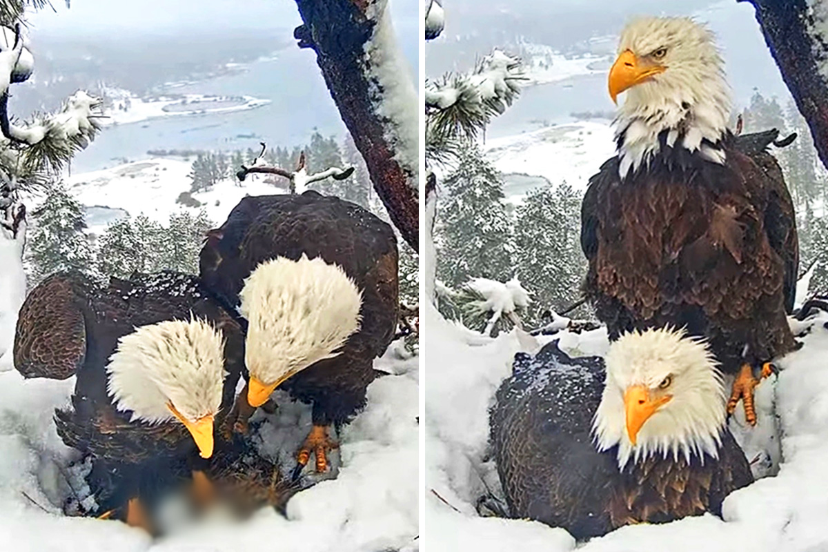 American Bald Eagle Dad Cares for His Mate During Her Labor—His Attentive Love Wins Hearts: VIDEO