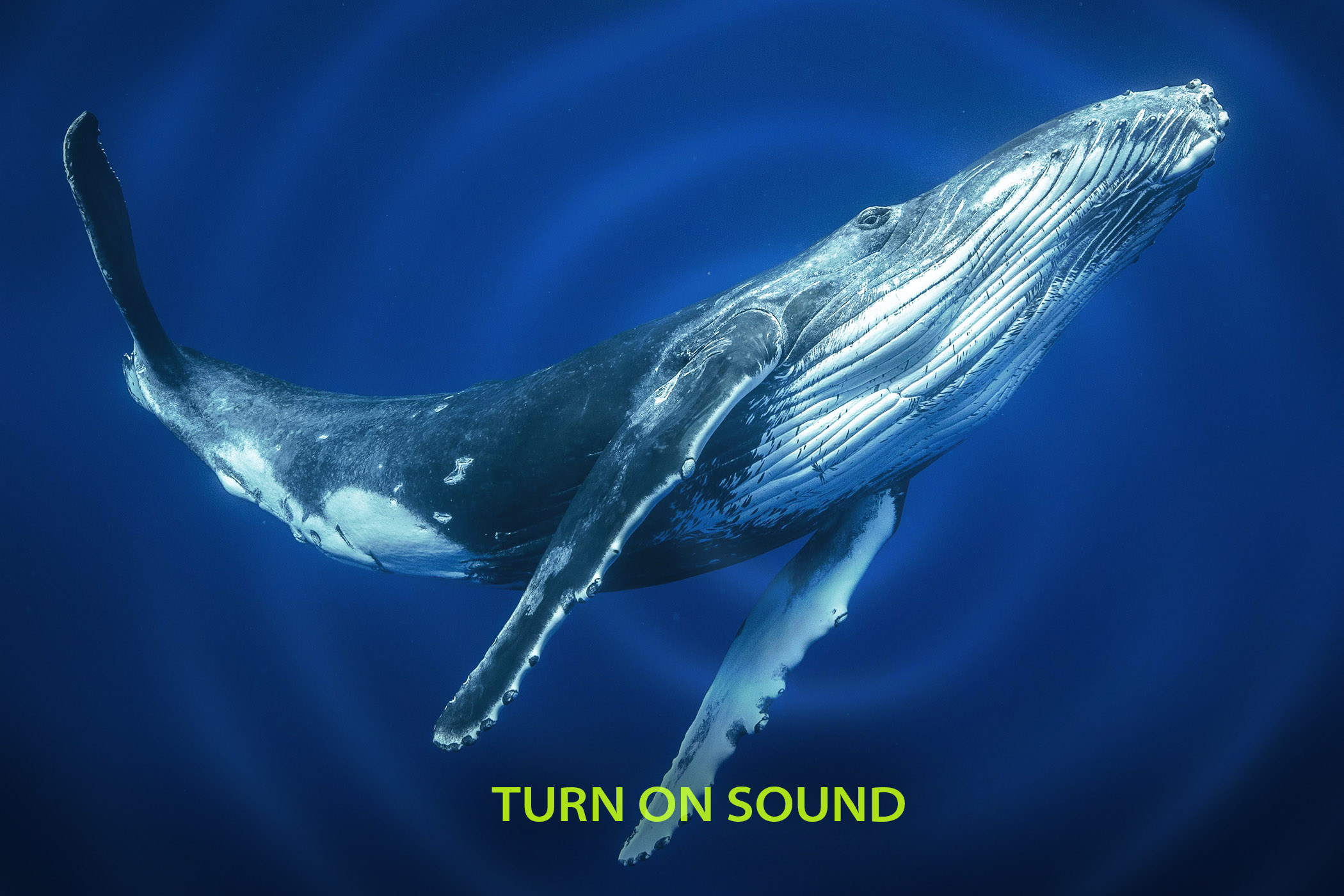 Scientists Finally Uncover How Whales ‘Sing’ Their Mysterious Songs—And It Involves This Body Part: