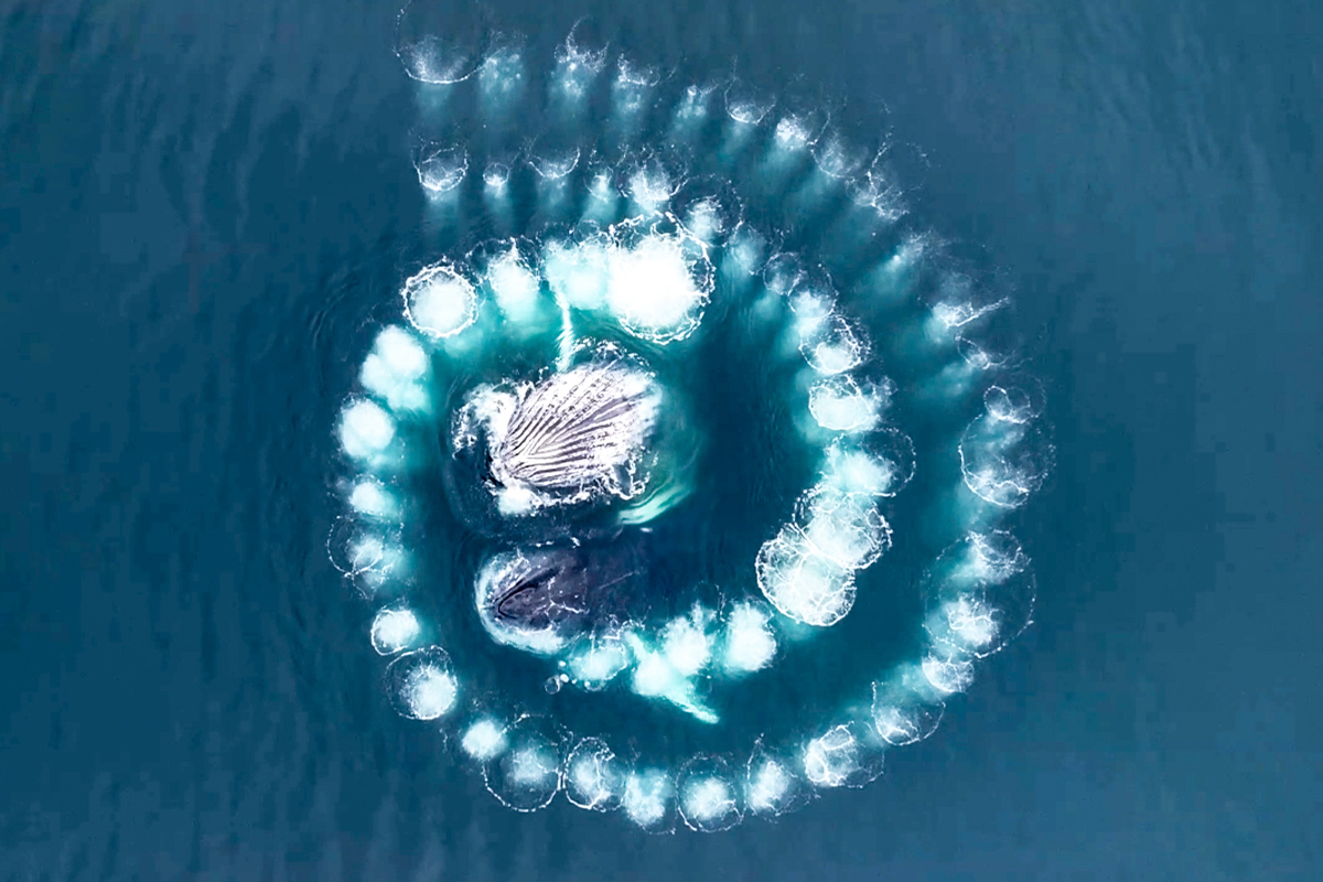 Humpback Whales Form Mesmerizing Spiral of Bubbles Under Water, Here's Why: Drone Video