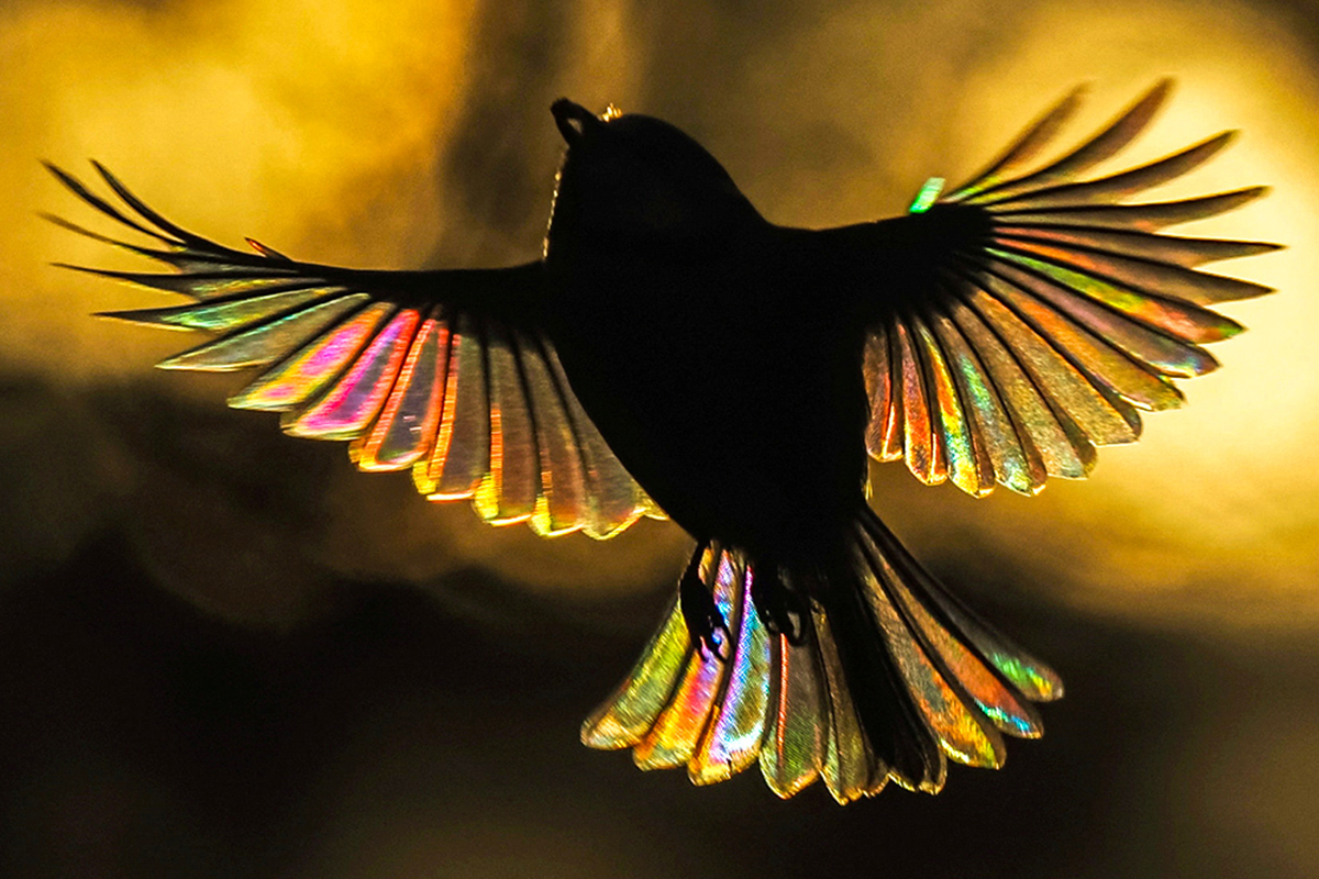 One-in-a-Million Photos: Blue Tit's Wings Glow With All the Colors of the Rainbow—It's Magical