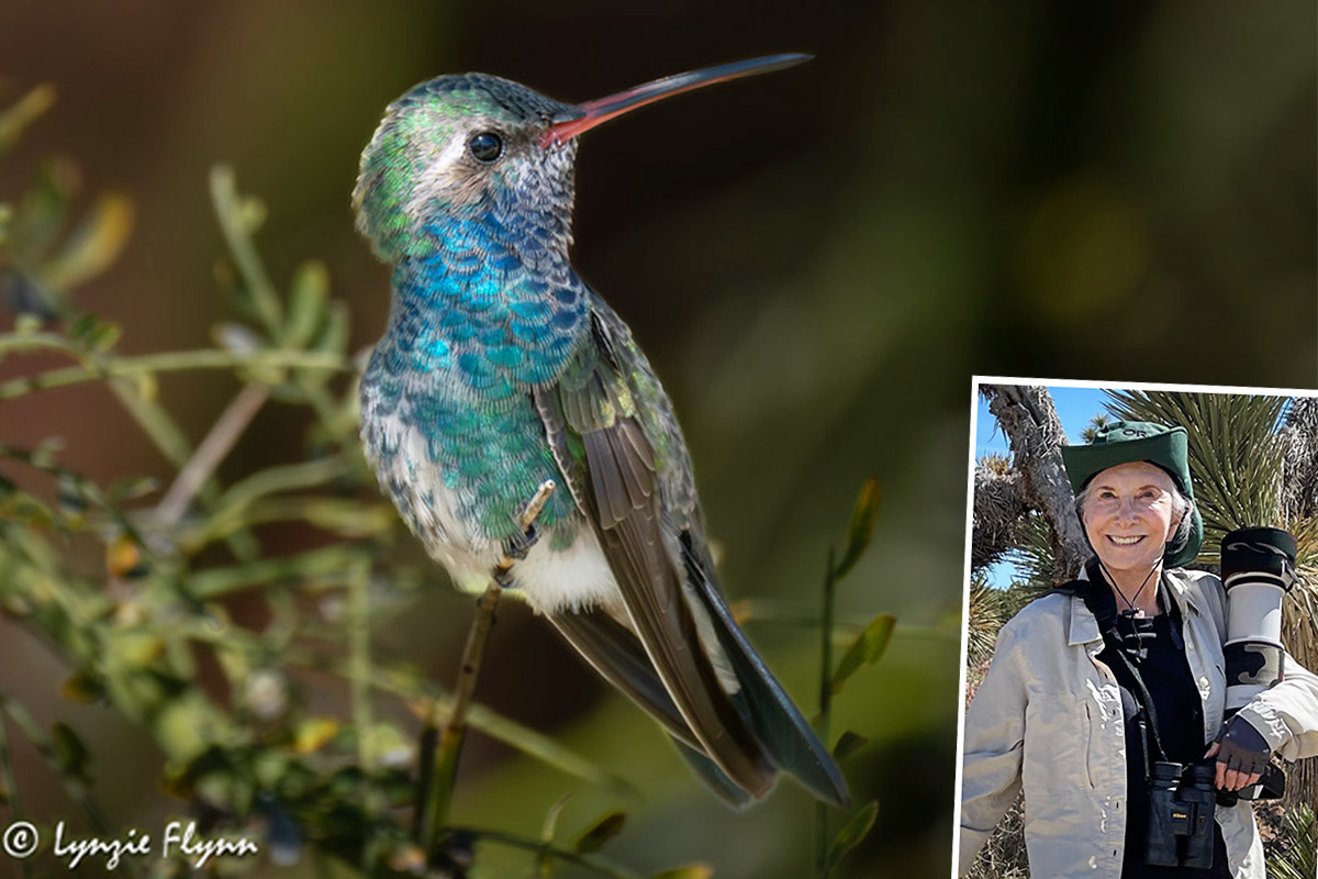 80-Year-Old Photographer Captures Beauty of Rare Hummingbird That Showed Up in Cali Couple’s Front Yard