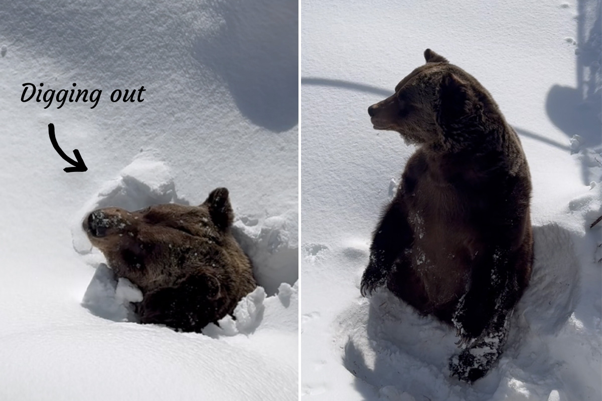 Amusing Video Captures 22-Year-Old Bear Emerging From Hibernation