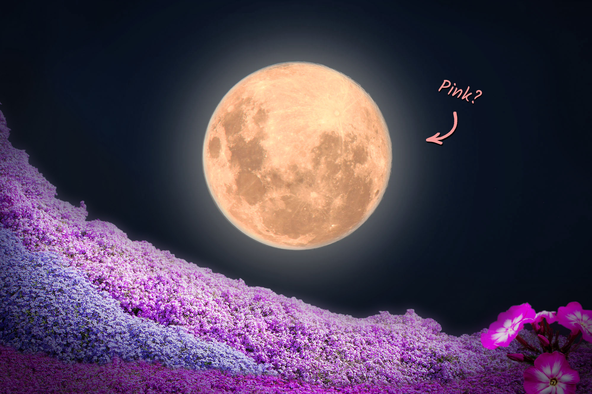 After Eclipsing the Sun, Moon to Wax 'Full Pink Moon' This April—Here's What You Need to Know