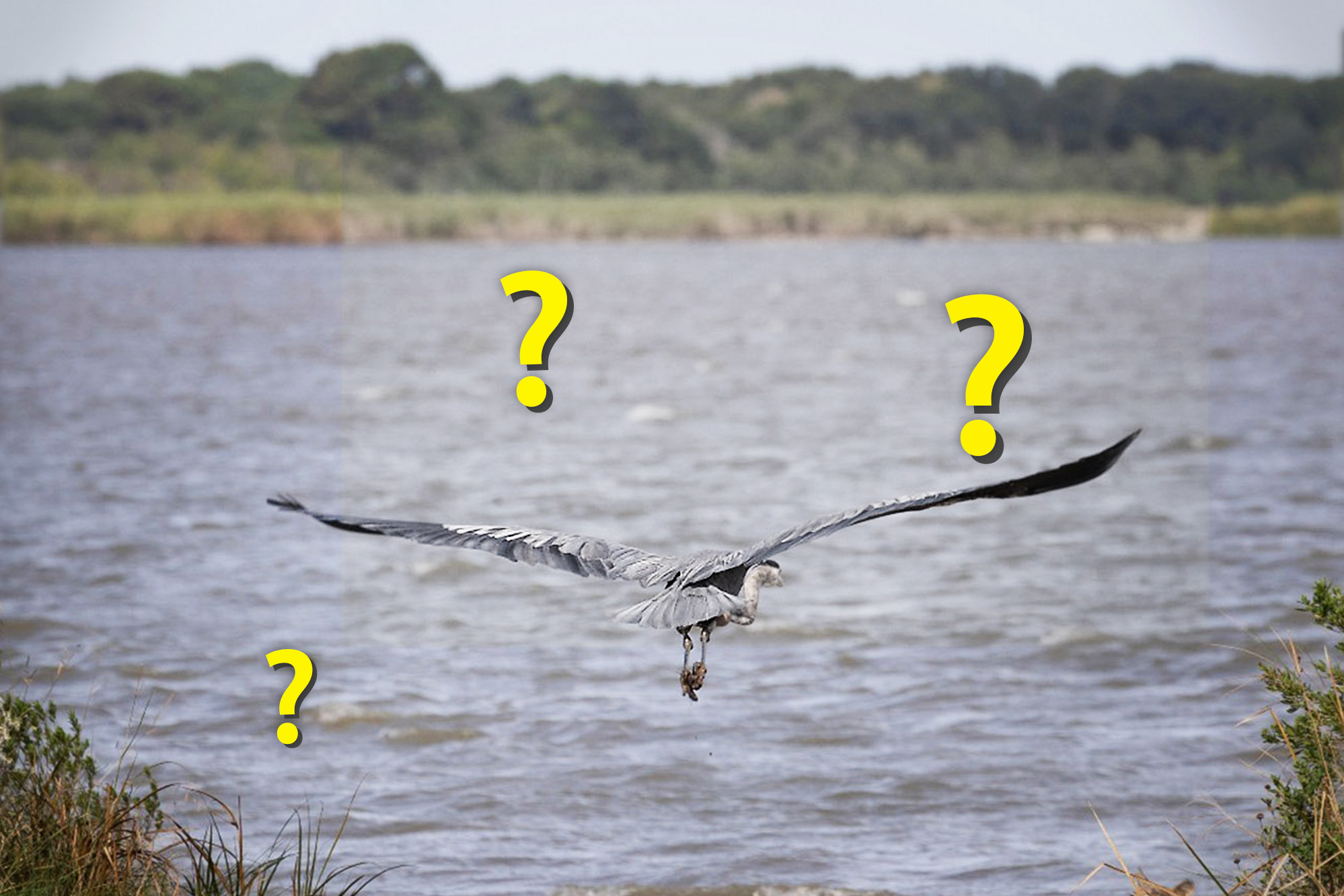 Can You Spot the Stealthy Predator Stalking the Great Blue Heron in This Ordinary Pond Picture?