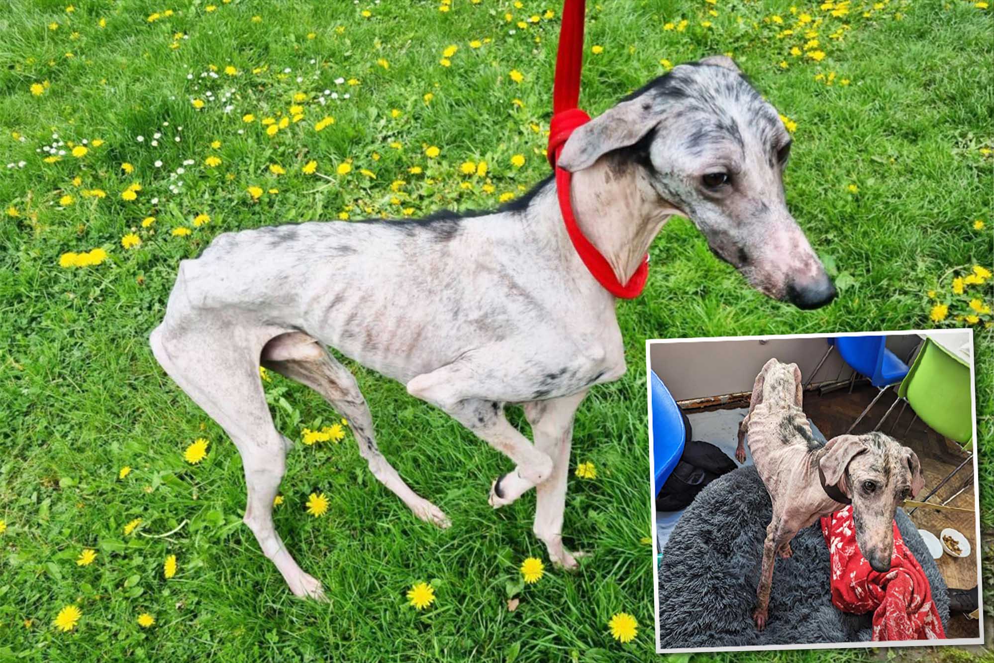 Abandoned Dog Who Was a ‘Walking Skeleton’ Is Rescued From the Brink of Death, Looks Unrecognizable Now