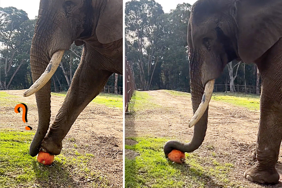 VIDEO: Smart Elephant Refuses to Give Up Challenging Treat—His Problem-Solving Skills Stun All