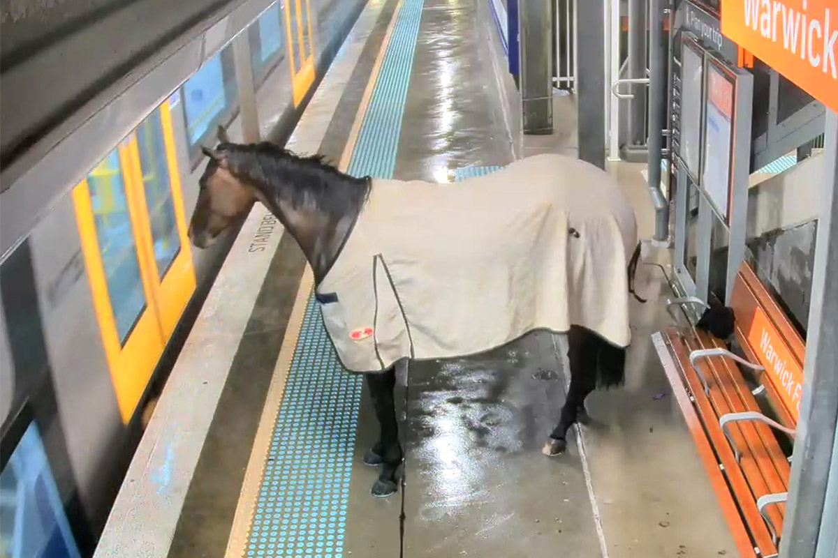 Horse Who Escaped Heavy Rain Waits Patiently to Board the Train—Then This Happens