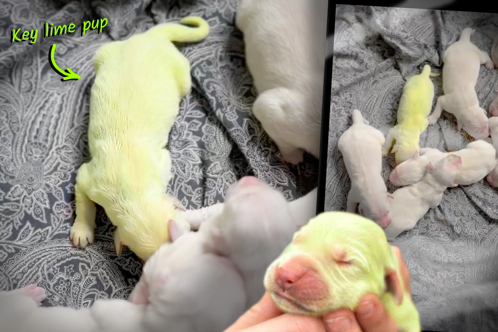 VIDEO: Golden Retriever Pup Born Lime Green With Normal Siblings—Here’s the Weird Reason Why