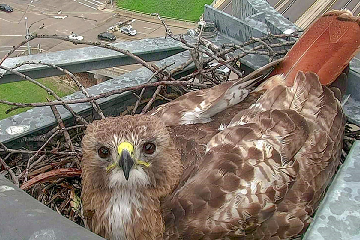 Red-Tailed Hawk Has Made a Texas Highway Camera Her Home for a Decade: 'They're Fun to Watch'