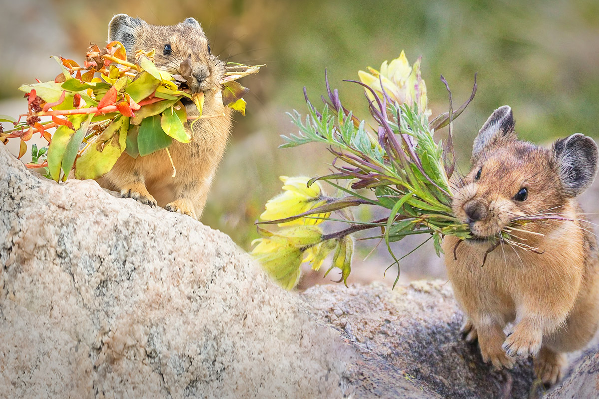 The American Pika Is Nature's Cutest and Smartest Florist—Here's How It Manages Its 'Food Pantry'