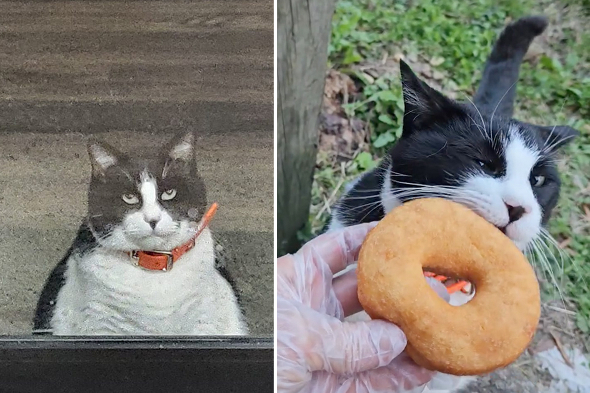 Chubby Cat is Always First in Line at Local Donut Shop: 'He Has Yet to Miss His Morning Greeting'