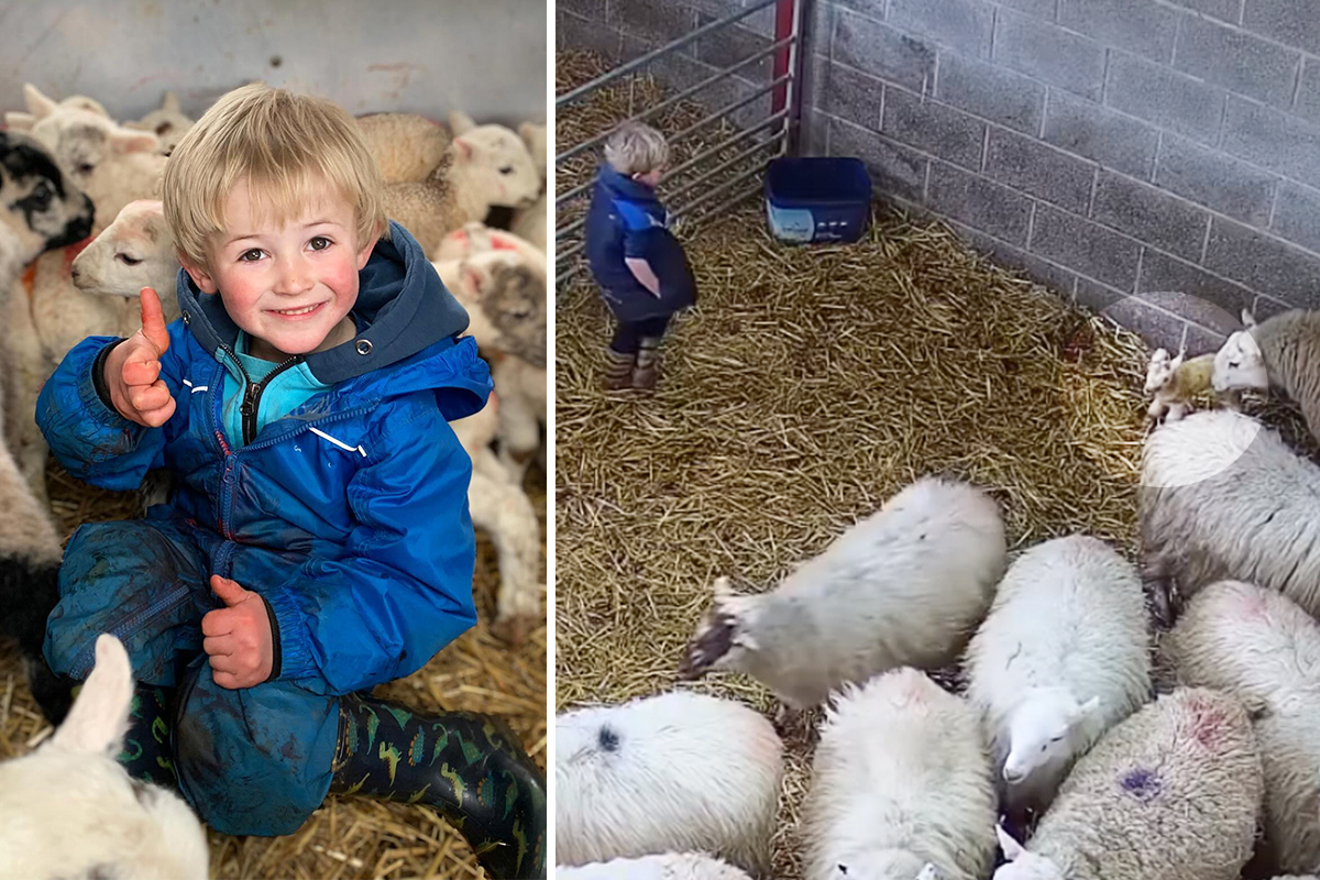 3-Year-Old 'Shepherd' Sees Newborn Twin Lambs in the Shed—What He Does Next Goes Viral: VIDEO