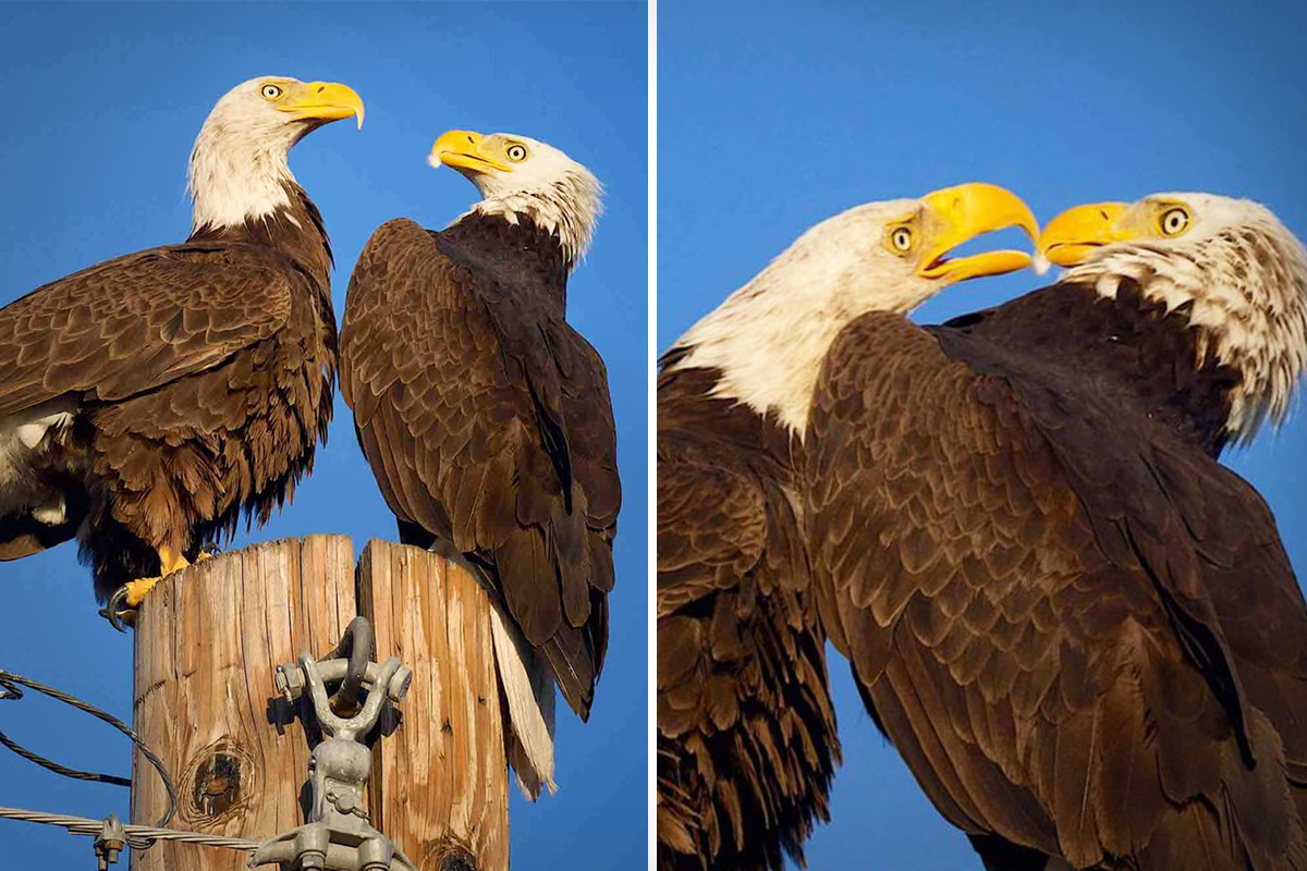 Arizona Bird Photographer Captures Moment Bald Eagles Share ‘Romantic Kiss’—Here Are the Photos