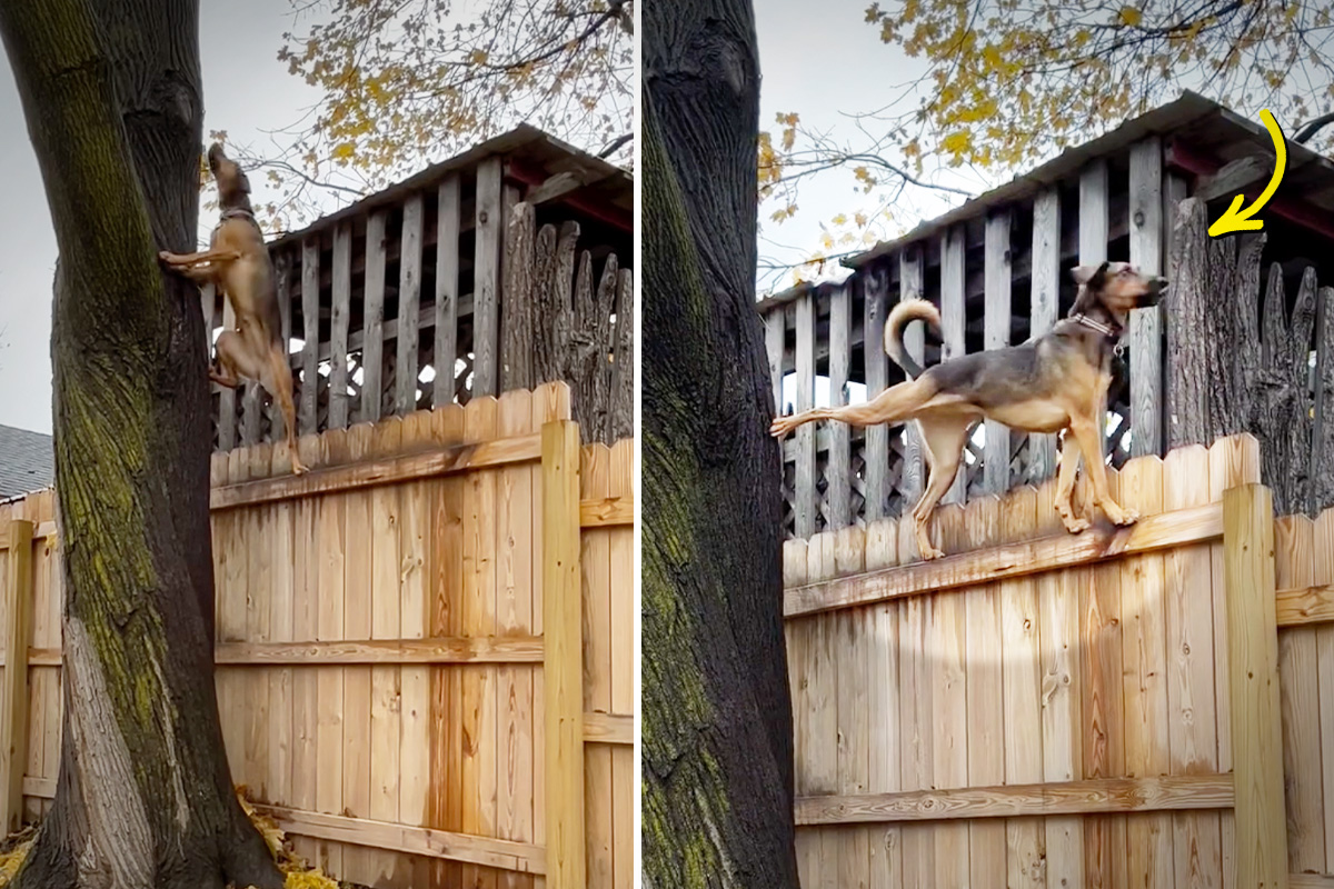 'Nosey,' Playful Dog Rescued From Kill Shelter Loves Climbing up Trees in Funny Poses: VIDEO