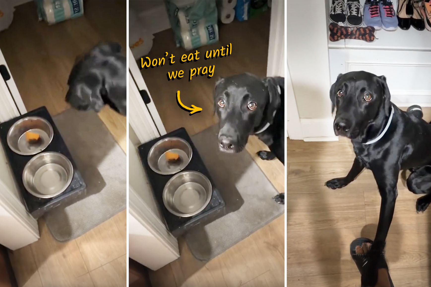 VIDEO: Adorable Lab Won't Eat His Food Unless Owner Says Prayer—But Watch When She Says 'Amen'