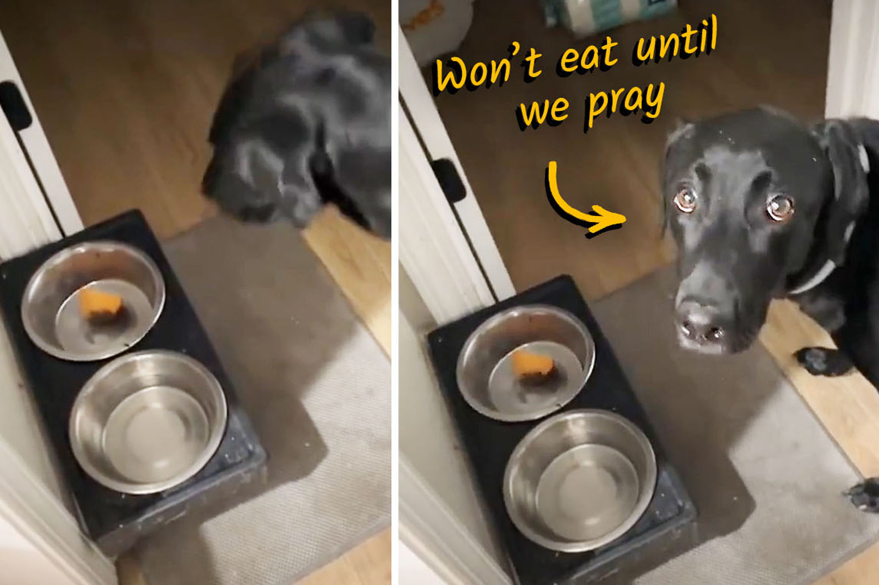 VIDEO: Adorable Lab Won’t Eat His Food Unless Owner Says Prayer—But Watch When She Says ‘Amen’