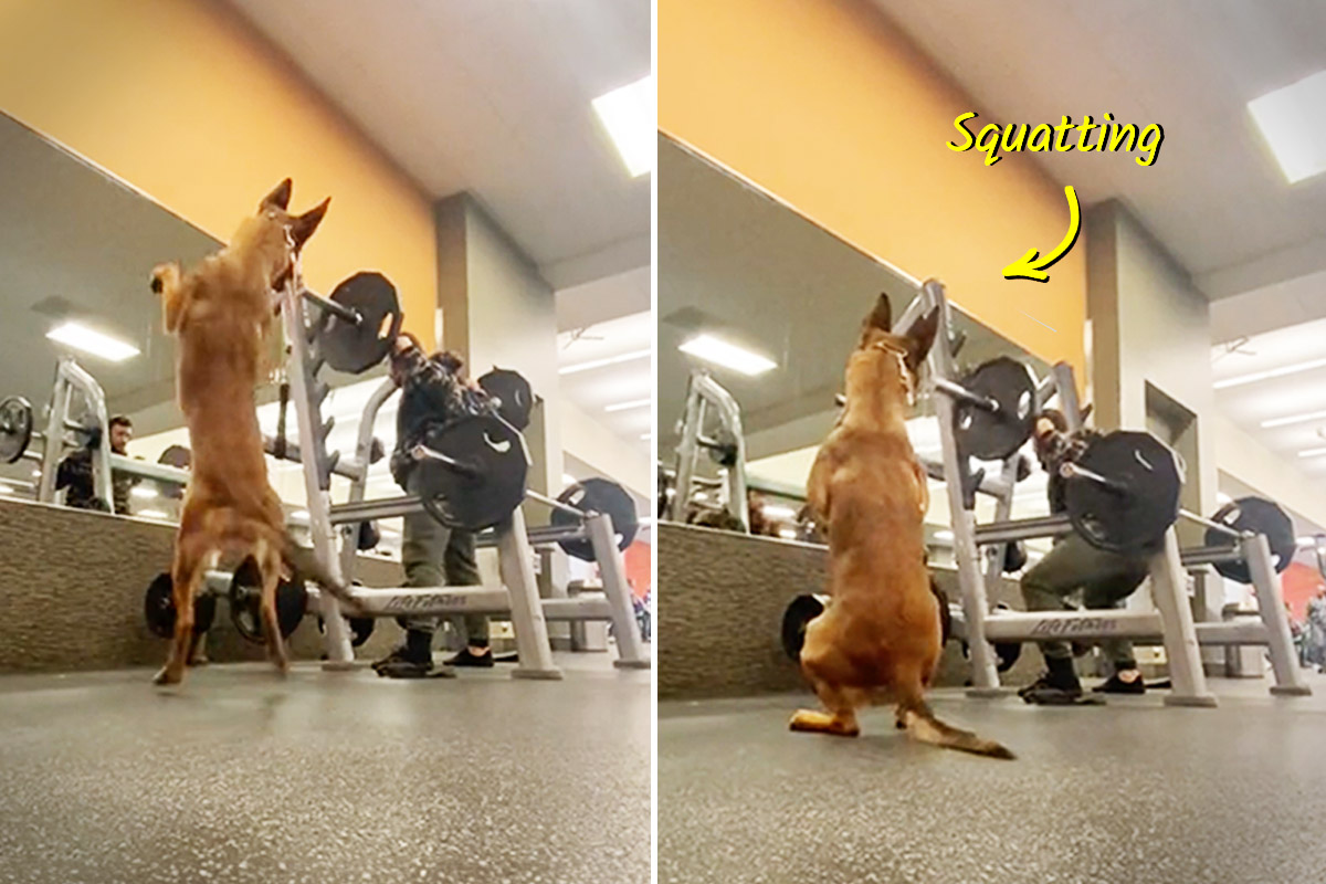 VIDEO: Man Brings Service Dog With Him to Gym—But Watch What Happens When He Does Squats