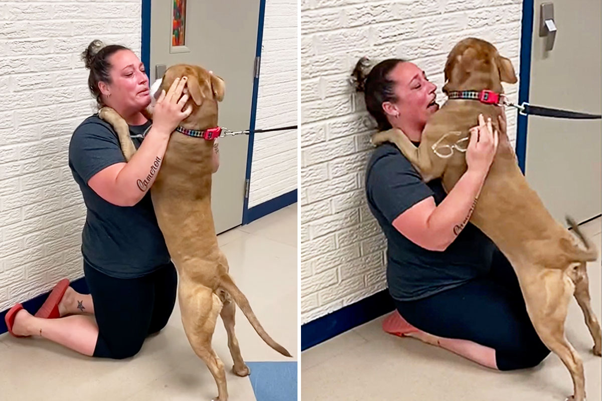 Heartwarming Video: Emotional Support Dog Reunites With Owner After Going Missing 2 Years Ago