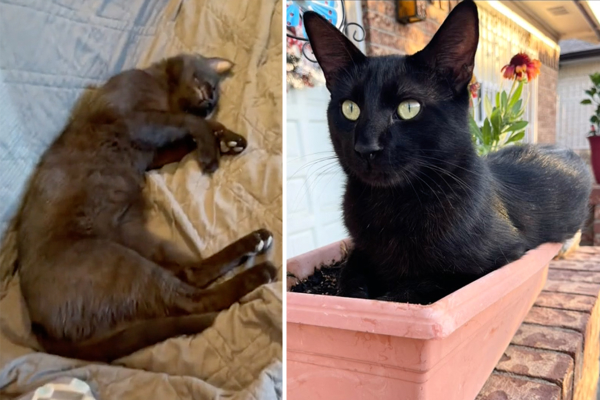 Woman Finds an Unknown Stray Cat Sleeping on Her Couch—2 Years Later, He's Made It His Home