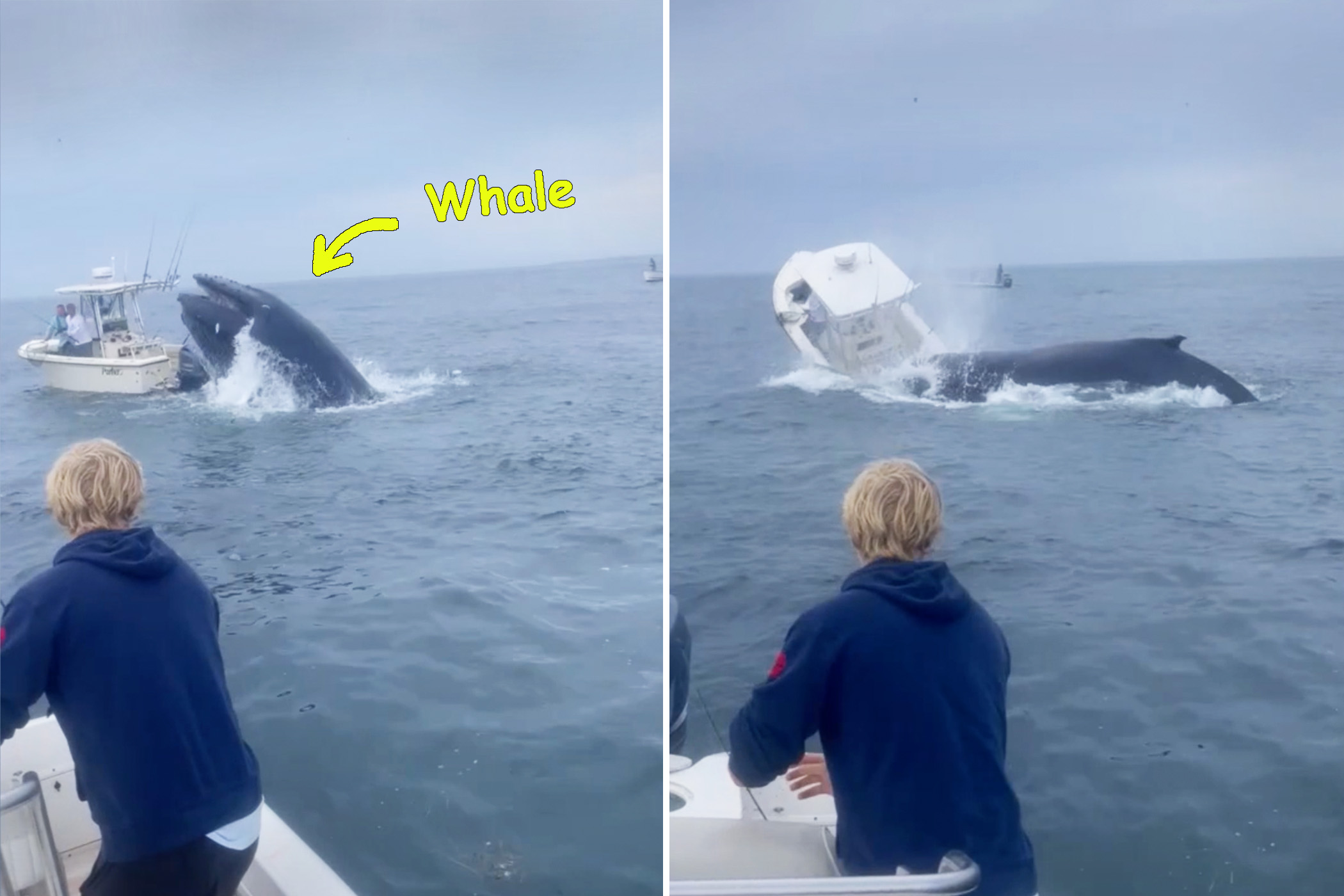 Fishermen Spot Whale Leap Onto Boat, Capsizing It, Tossing Boaters Into Sea—Then Rush to Help