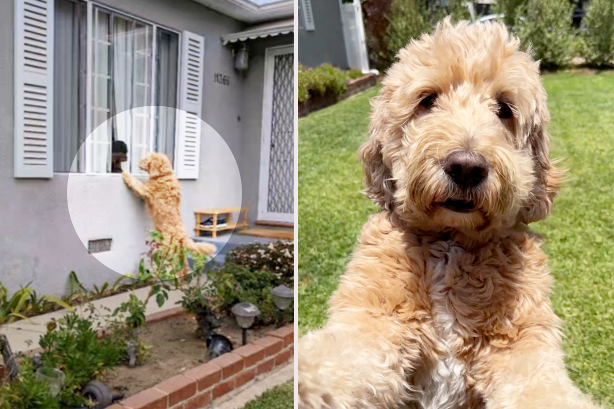 Dog Knocks on Neighbor’s Door Every Day to Play With Her Best Friend—Watch the Moment They Meet