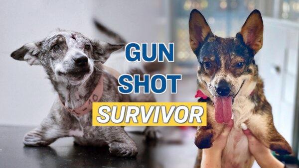 Two-Legged Street Dog Survives Gun Shot in the Head, Finds Happy Home