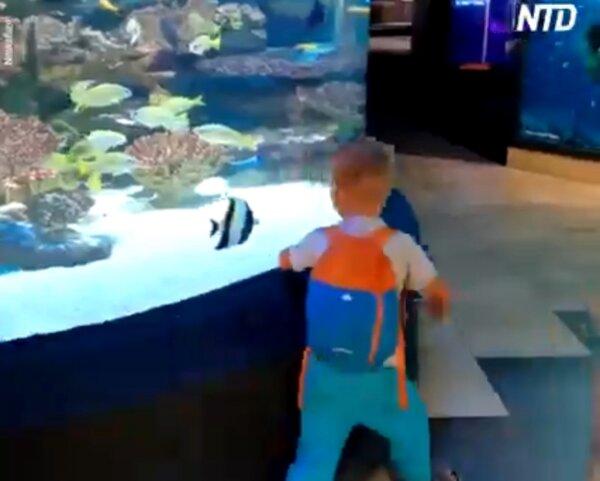 Boy Ecstatic at Getting Chased Around Aquarium by Tropical Fish