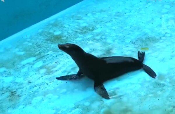 Sea Lion Slides Around in Empty Pool