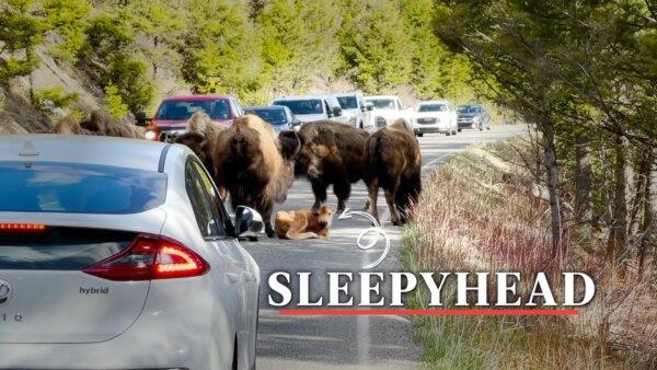 Motorists Quietly Wait for a Baby Bison to Finish His Nap on the Road