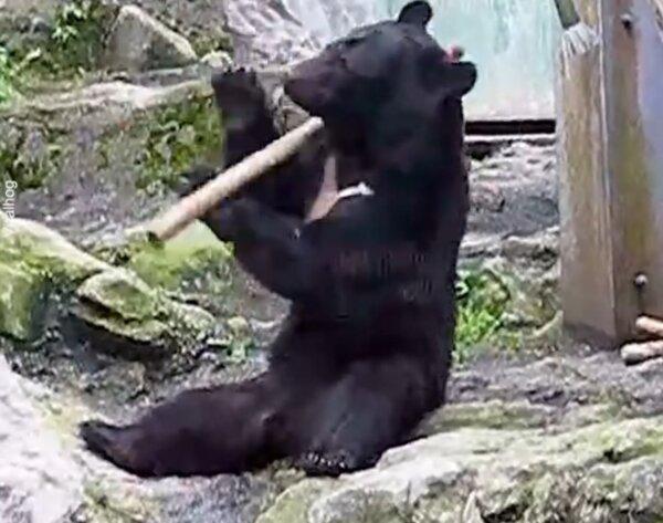 Kung Fu Bear Shows His Skills